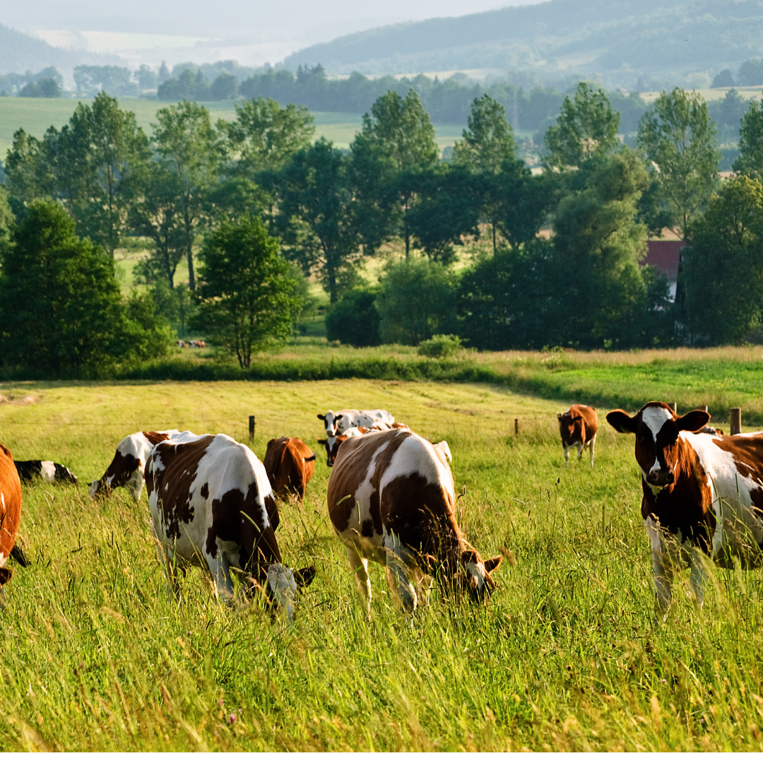 Secretário (Petrópolis) e Sebollas (Paraíba do Sul) RJ - 20/11/2025