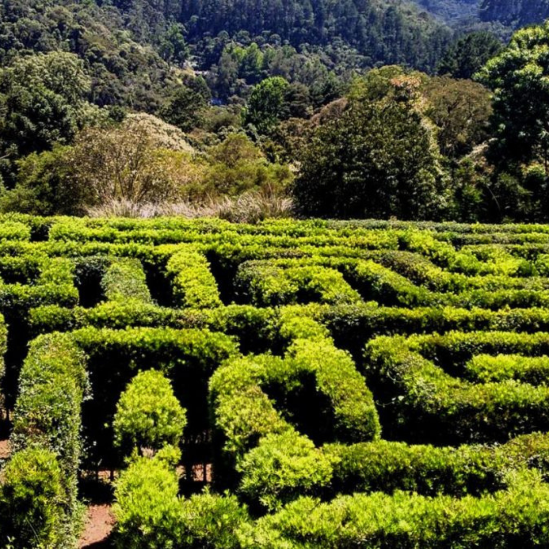 Natal dos sonhos em Campos do Jordão De 19 a 21/12/2025 (Sexta a domingo)