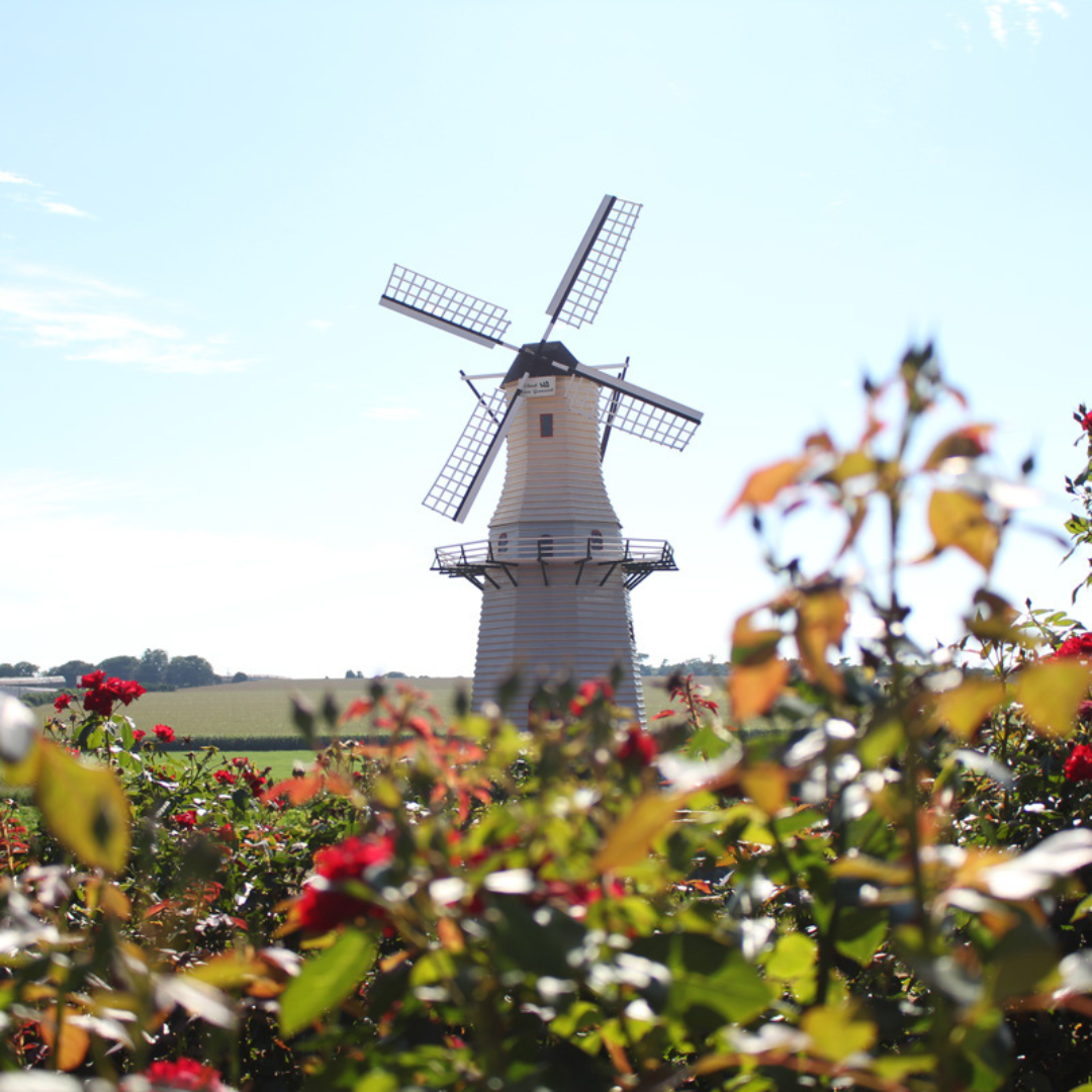 Expoflora - Holambra 2025- SP de 10 a 13 setembro 2026 - Excursão