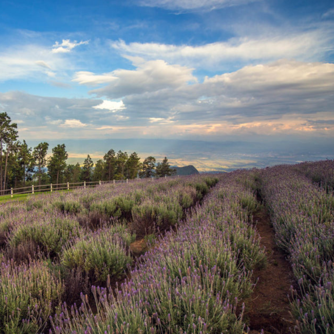 Natal dos sonhos em Campos do Jordão De 19 a 21/12/2025 (Sexta a domingo)