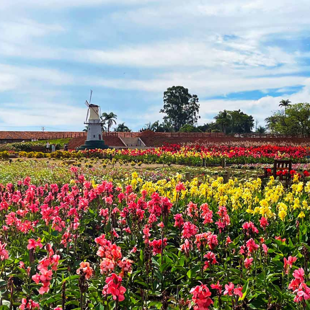 Expoflora - Holambra 2025- SP de 10 a 13 setembro 2026 - Excursão