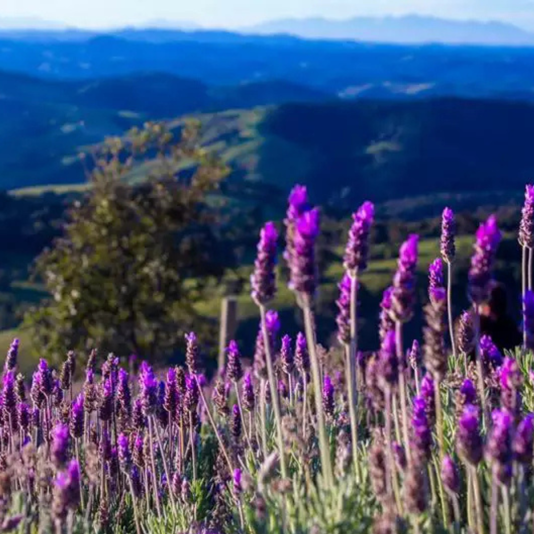 Cunha - SP, 21 a 23 de novembro 2025 - Excursão