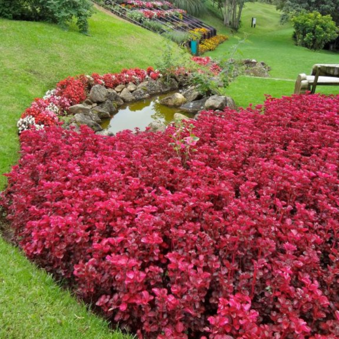 Natal dos sonhos em Campos do Jordão De 19 a 21/12/2025 (Sexta a domingo)