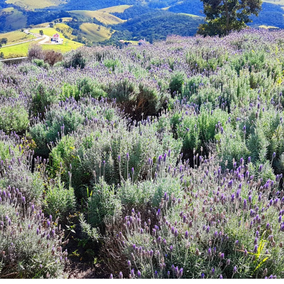 Cunha - SP, 21 a 23 de novembro 2025 - Excursão