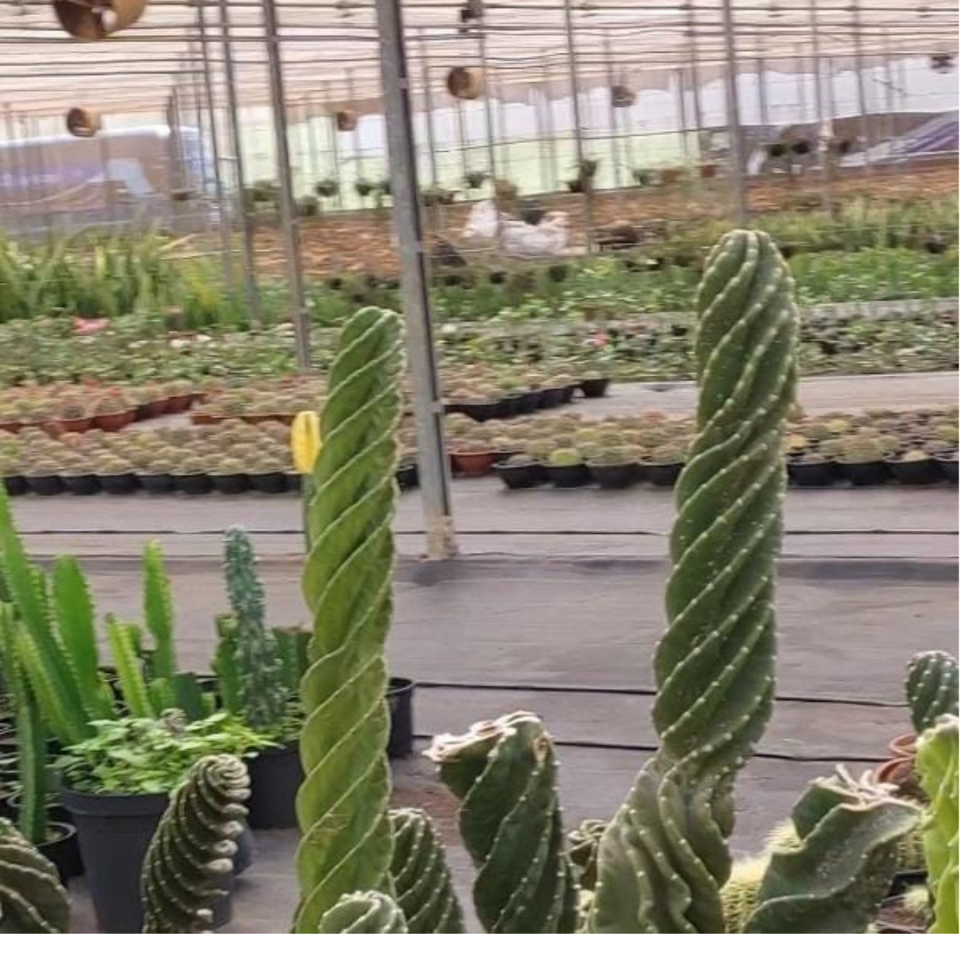 Expoflora - Holambra 2025- SP de 10 a 13 setembro 2026 - Excursão